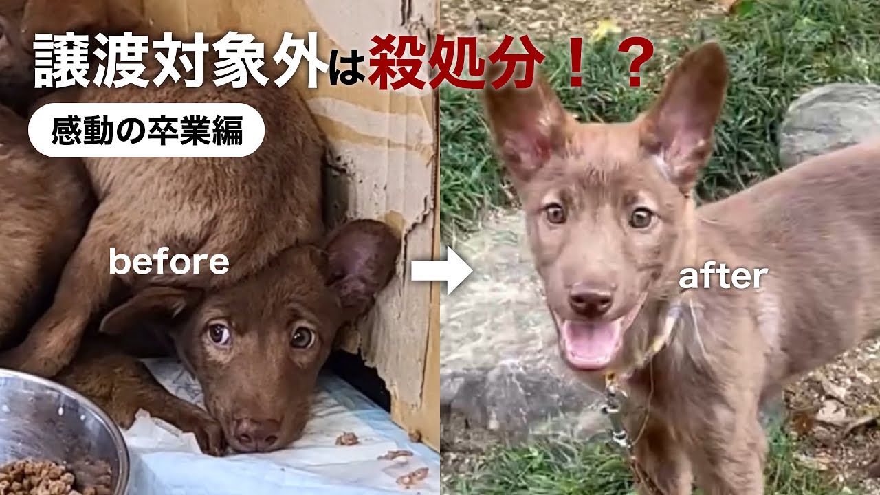 笑顔を取り戻した子犬達
