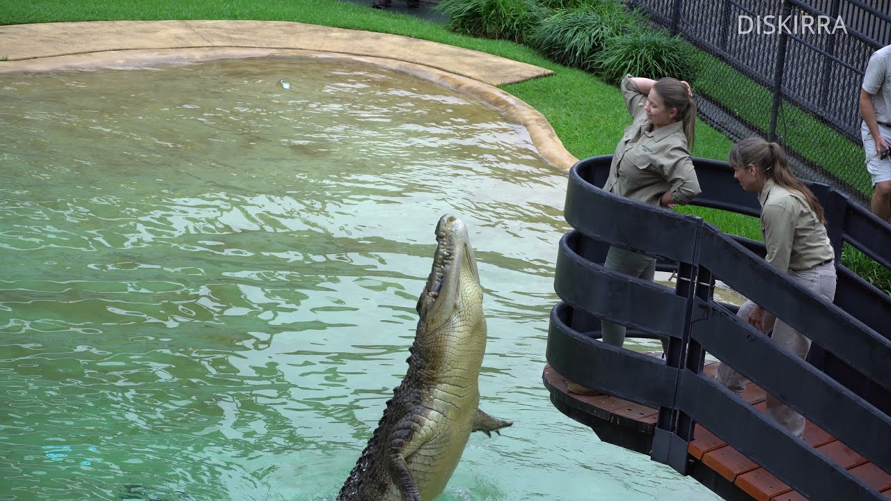 Robert Irwin's 18th Birthday Full Croc Show | Australia Zoo