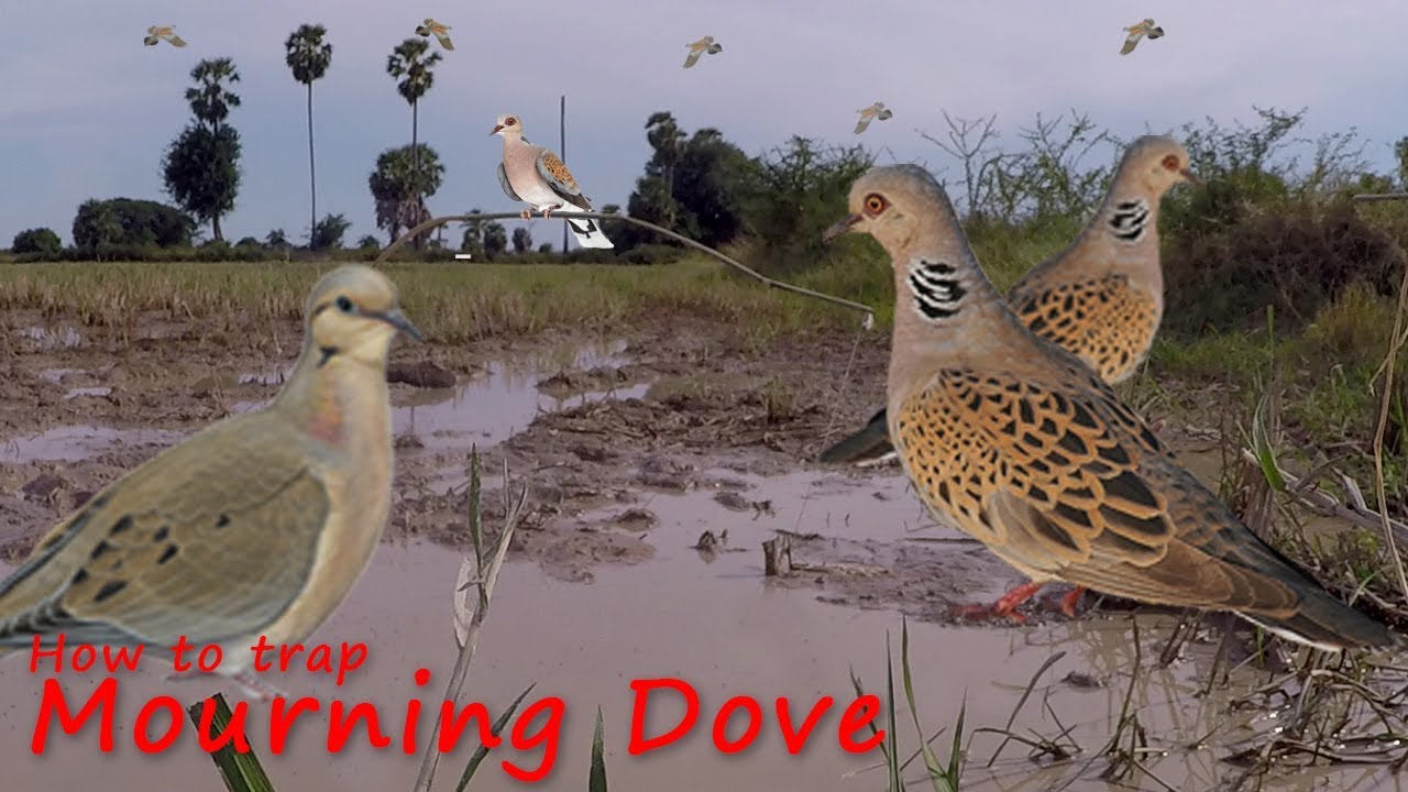 Bird Trap Technology - Best Bird Trap with simple tools - bird trap that work 100%
