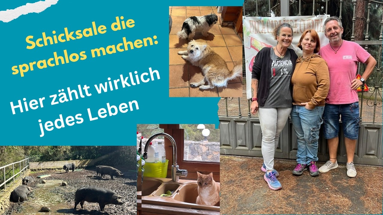 Sie waren aufgegeben - hier kämpft man um jedes einzelne Leben