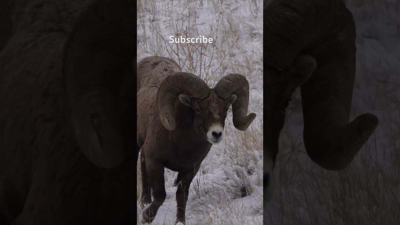 HUGE sheep! #bighornsheep #wildlife #animals #foryou #subscribe #nationalpark