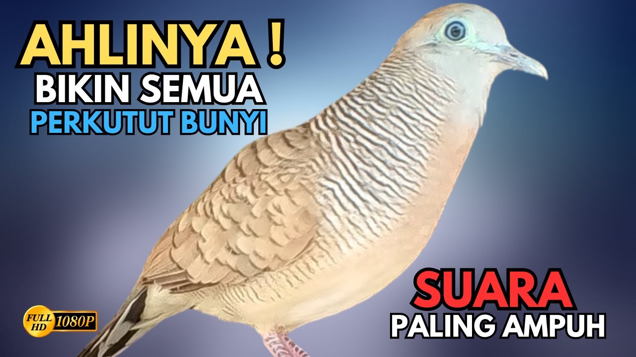 Perkutut Lokal Gacor RAJA PIKAT Spesialis Bikin Semua Burung Perkutut Gacor Nyaut Seketika V53