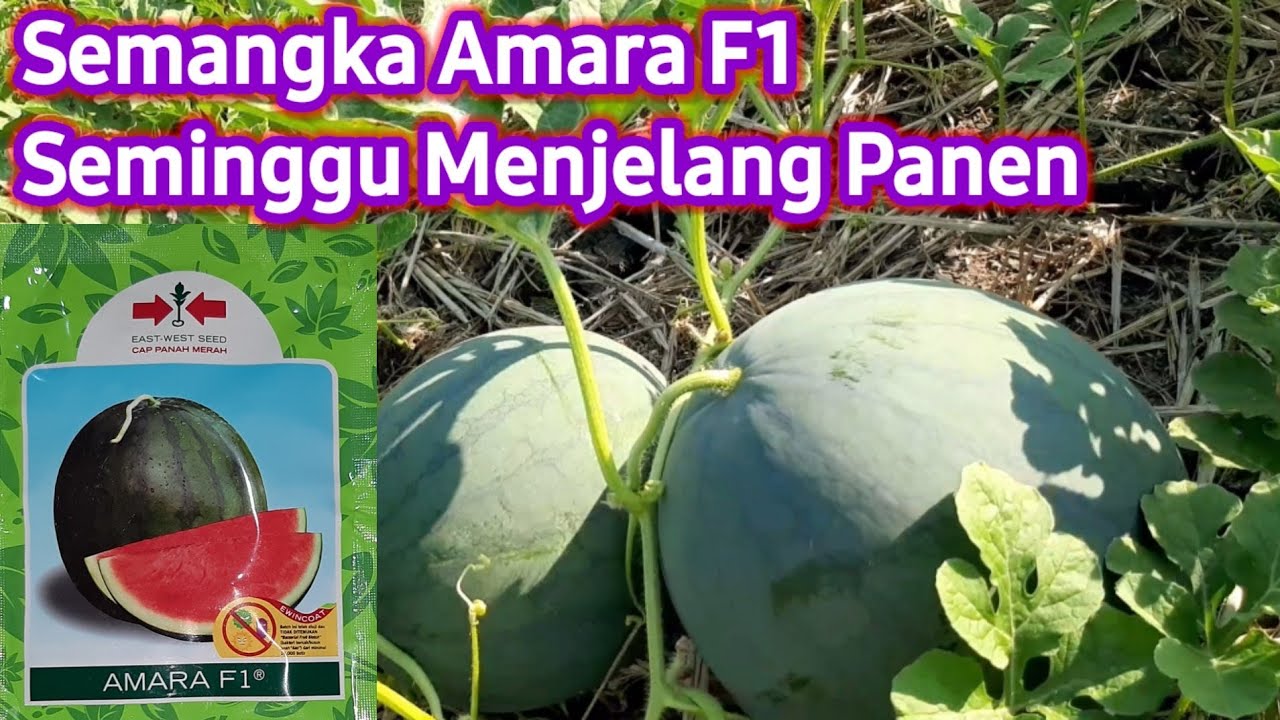 Semangka Amara F1 | Semangka Non Biji | seminggu menjelang panen