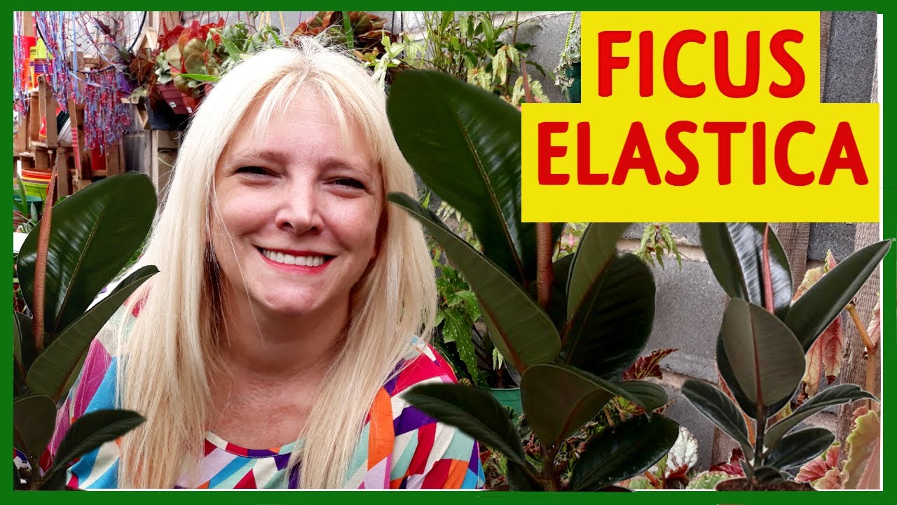 🍃PLANTA FICUS ELASTICA, FICUS ROBUSTA, GOMERO Cuidados y Reproducción. @Verónica Campanini Plantas