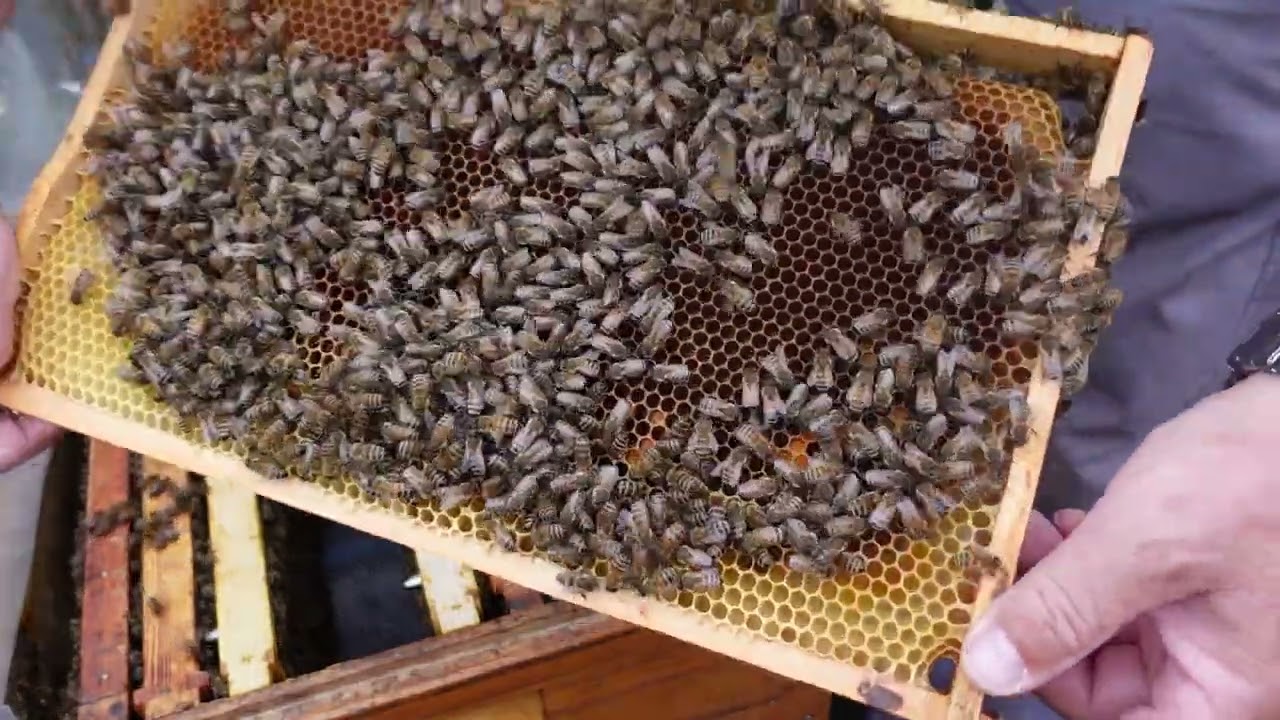 3Tage nach der Freilassung der Königin. Behandlung gegen Varroa.