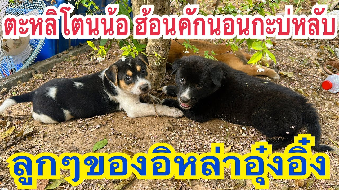 ตะหลิโตนน้อ ฮ้อนคักหลายนอนกะบ่หลับ ตาฮักตาแพงคักหลาย #ลูกๆของอิหล่า #อุ๋งอิ๋งเพชรบ้านแพง