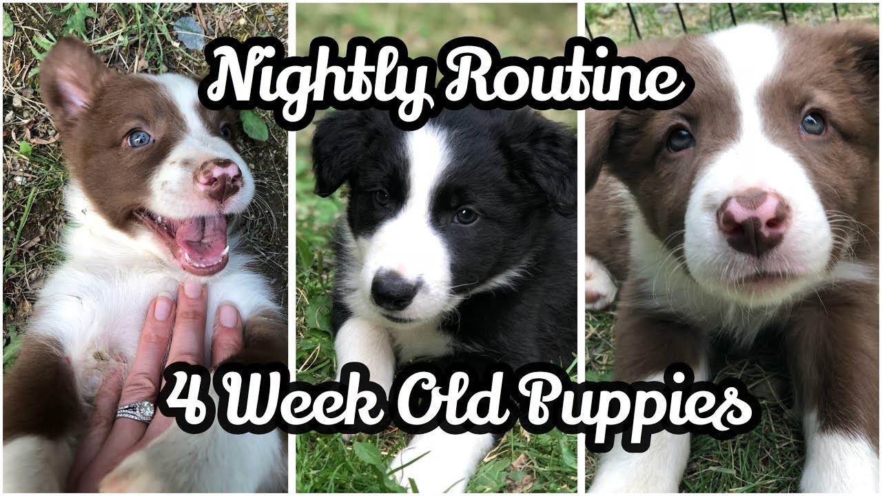 Nightly Puppy Routine | 4 Week Old Puppies | Border Collies