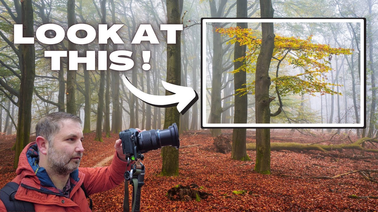 Woodland Photography With Amazing Conditions. OM-1 MKII