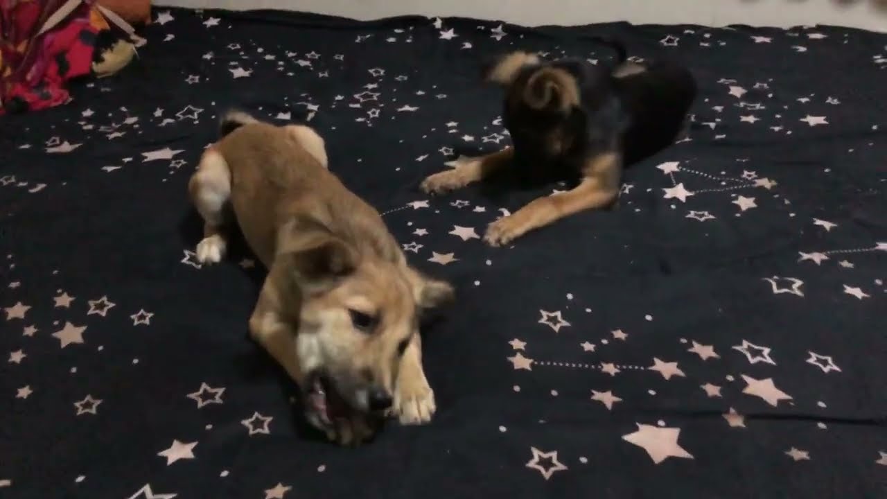Two Dog Fighting Over Food,So Funny