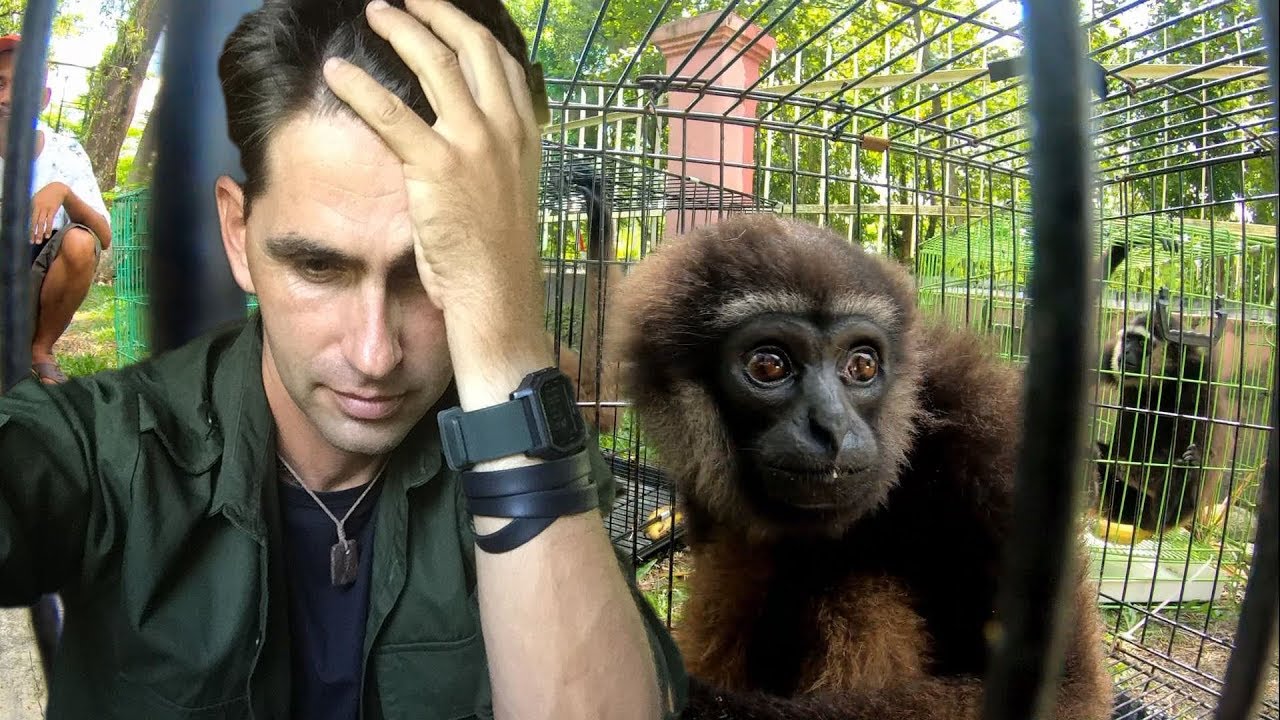 TROP DE GIBBONS... [Too many gibbons...]