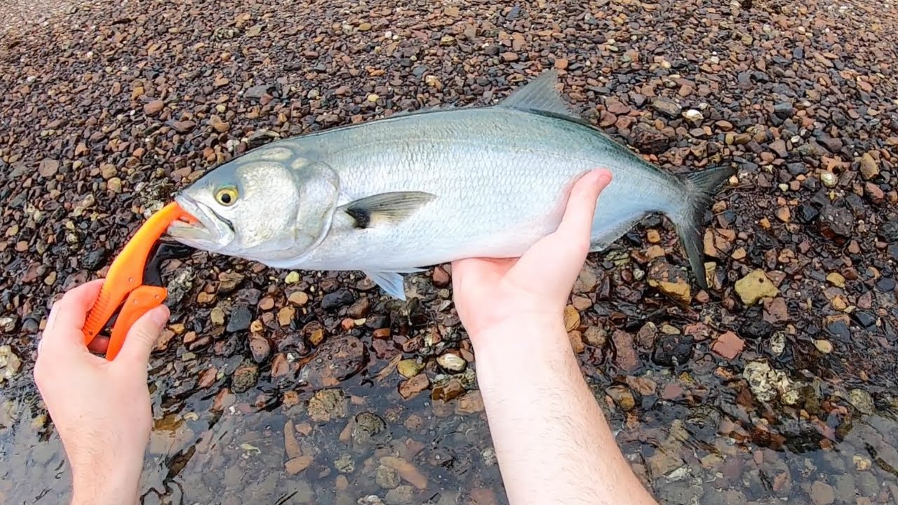 HUGE TAILOR Kayak Fishing - Central Coast