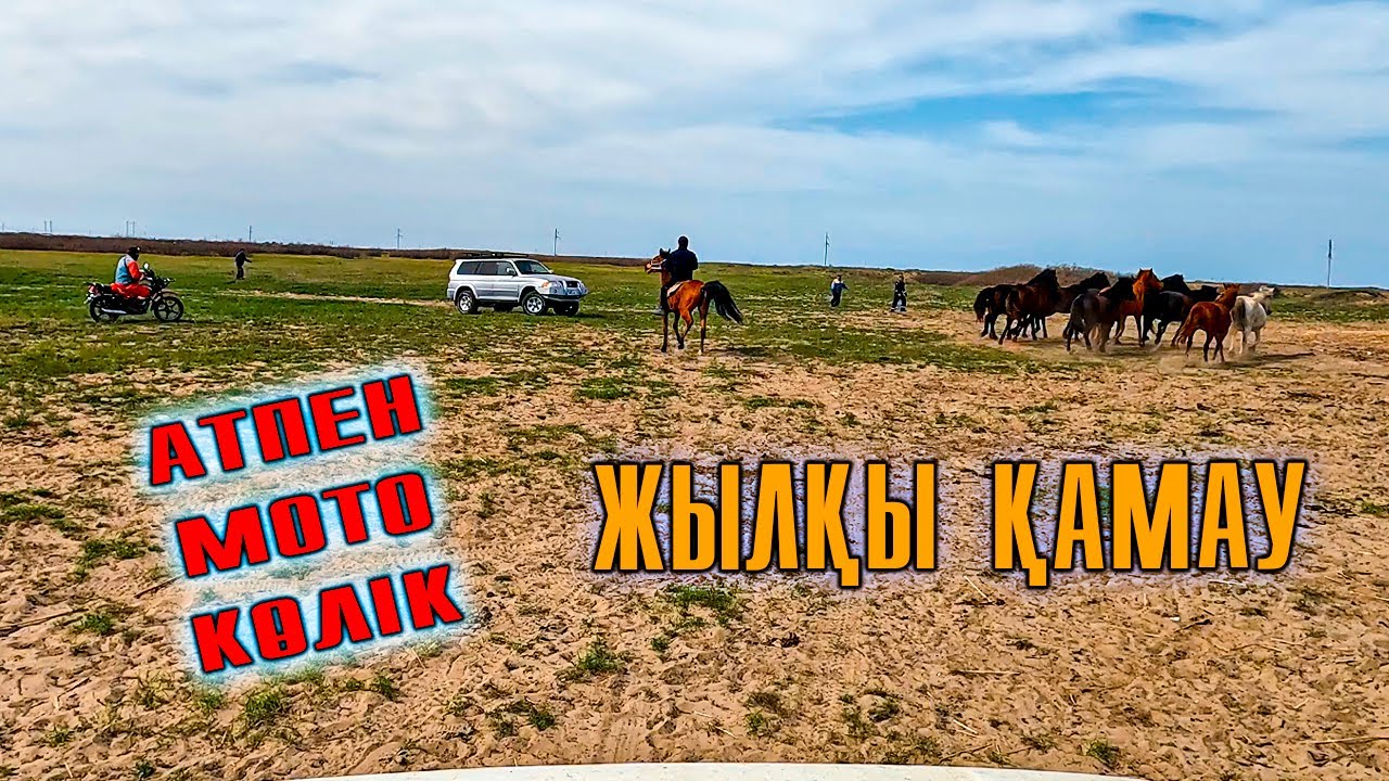 Жылқыларды қораға қамау | Ауырып тұрған биені қораға қамап алдық.