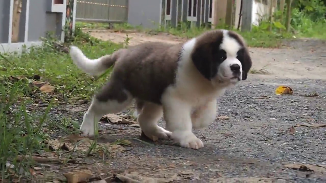 Ban On's Wooppy - Male - at 2.5 months old