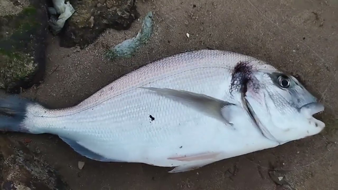 TARDECITA POR ALGECIRAS,3 HORAS Y MEDIA,DE PESCA,LO QUE PUDE GRABAR