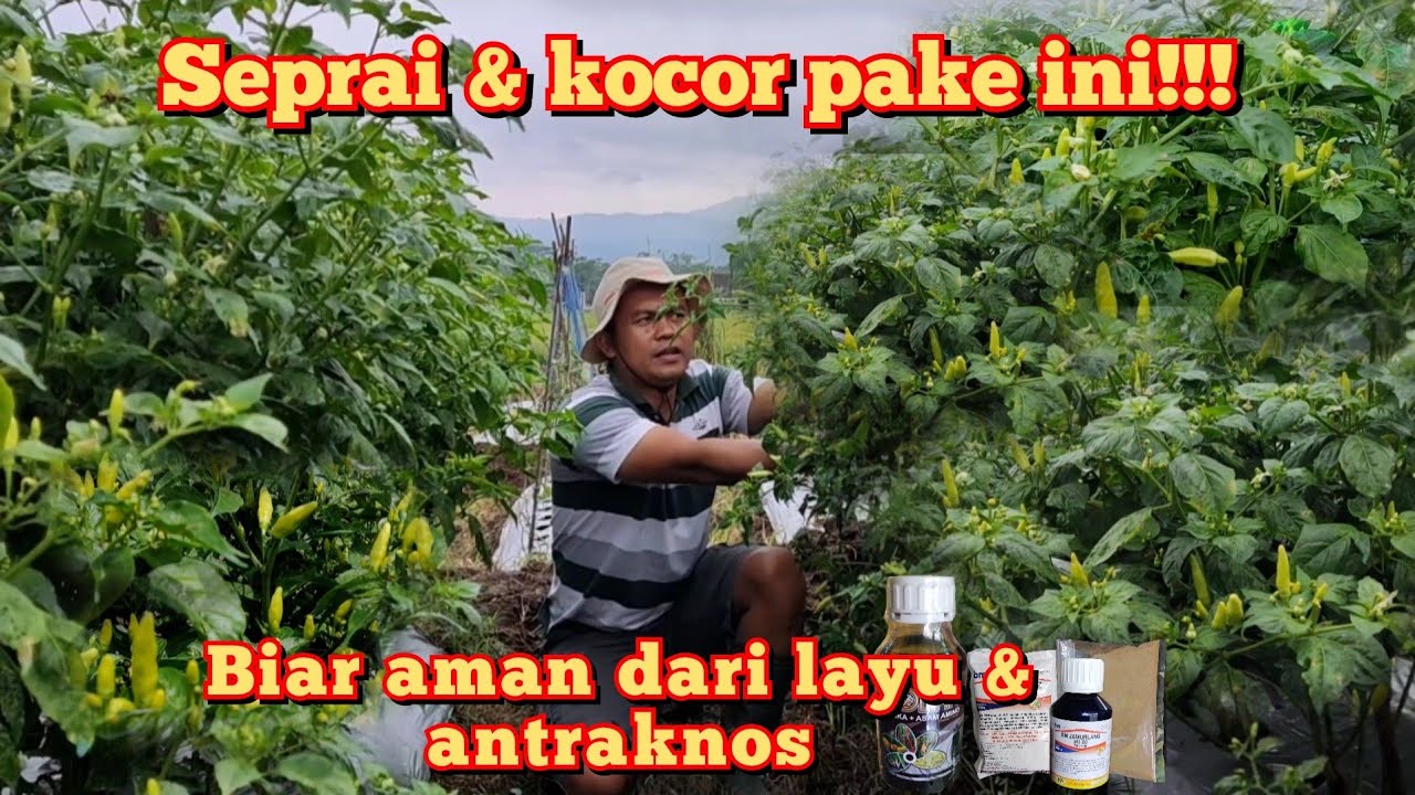 Cabai rawit terbaru tahan layu fusarium