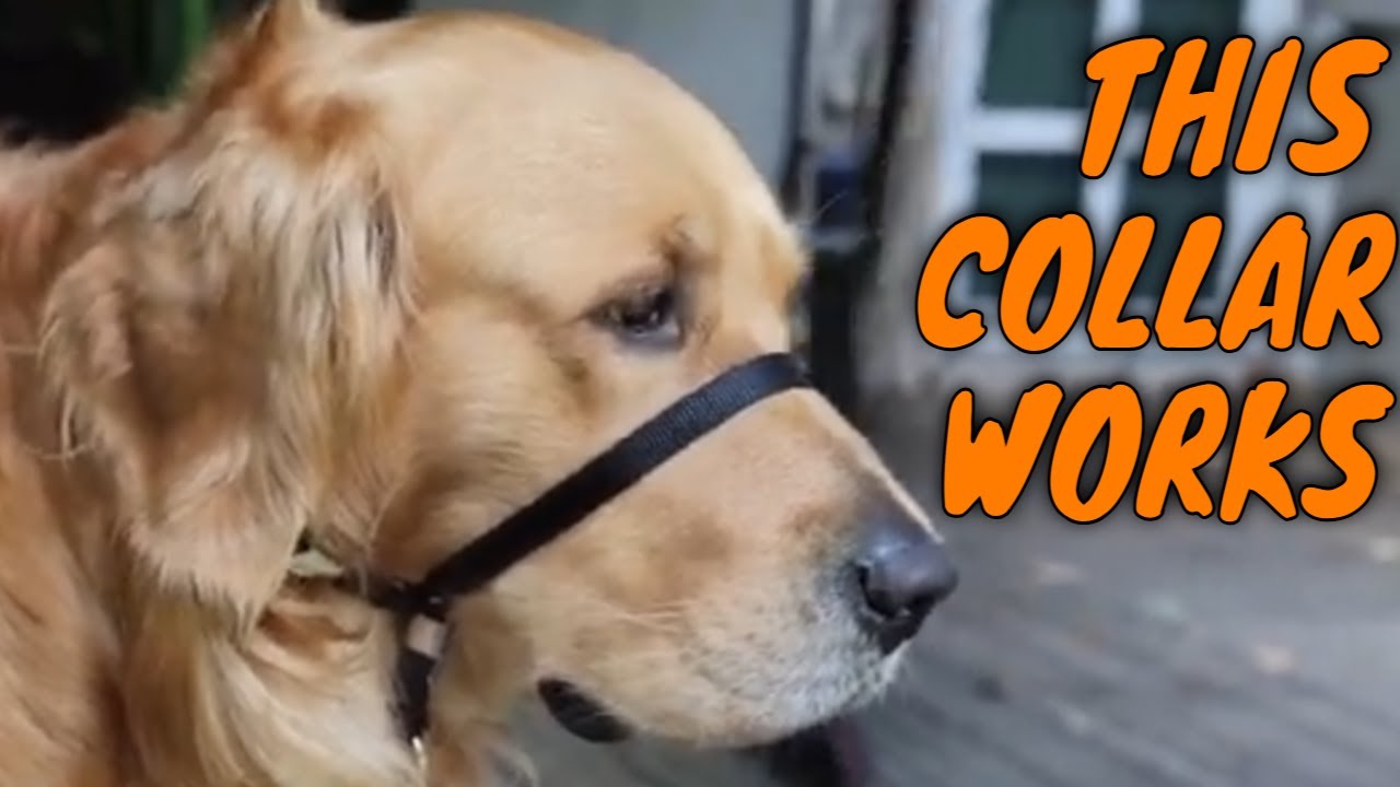 Stop Your Golden Retriever Pulling FOREVER with a GENTLE LEADER Head Collar