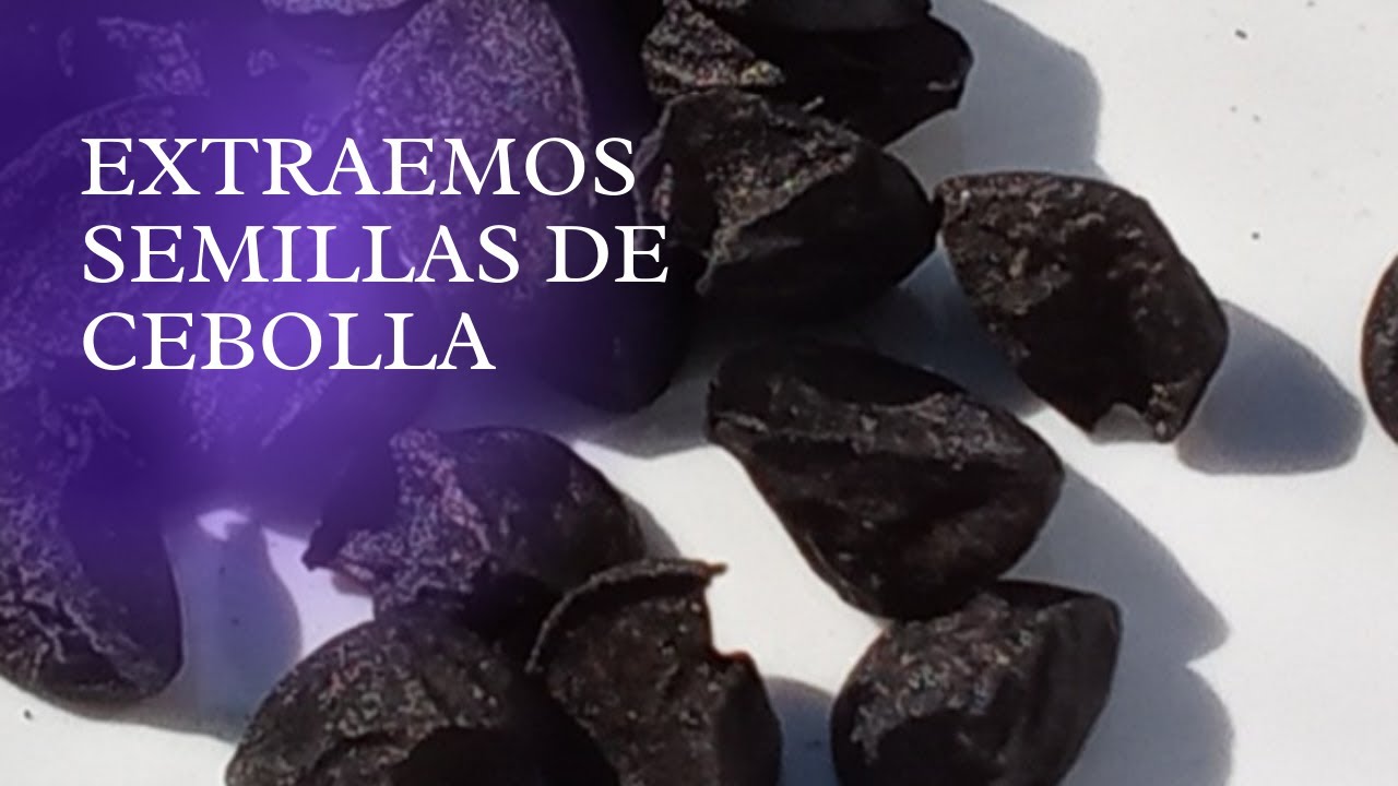 COMO extraer SEMILLAS de CEBOLLA