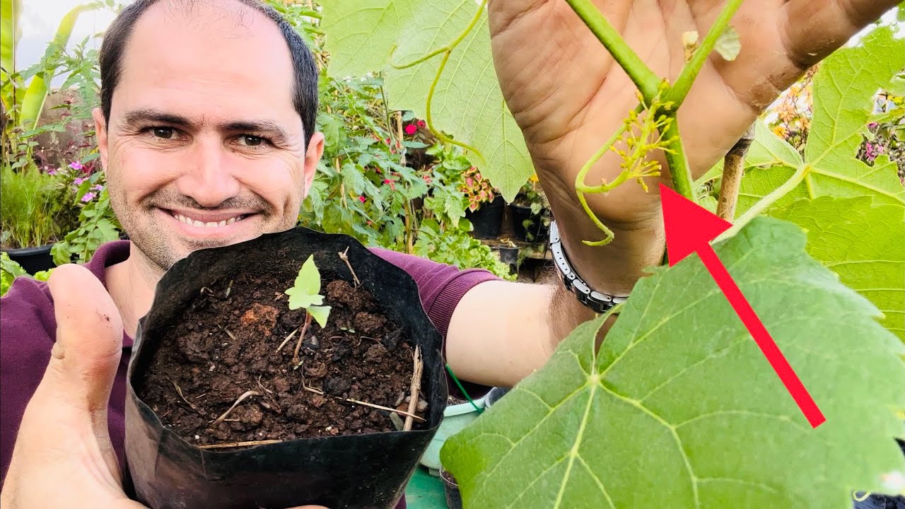 UVA DA SEMENTE A FRUTIFICAÇÃO / TODOS ESTÁGIOS