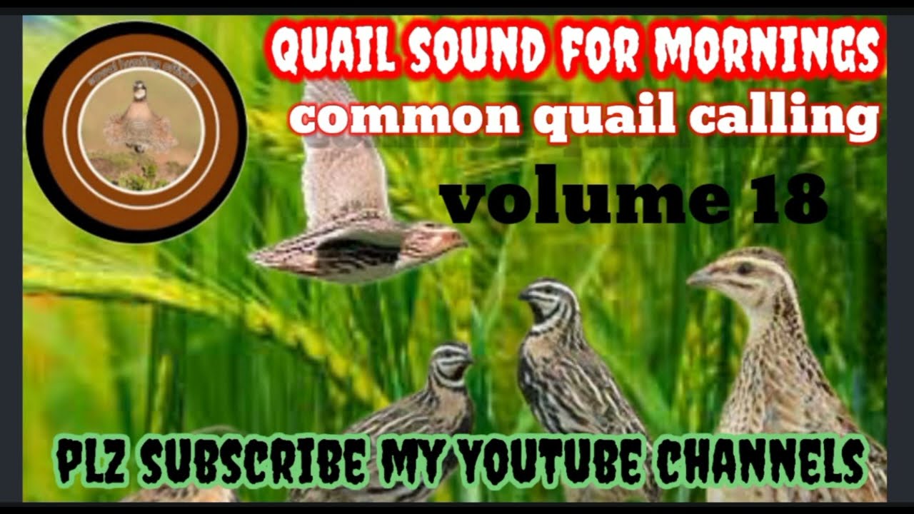 quail sound for morning//common quail sound//#@Sawalhunting-sn9vs