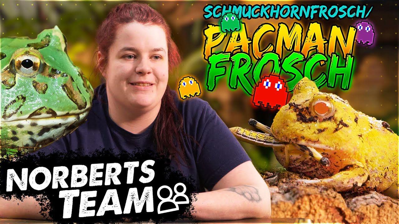 PACMAN FROSCH | NORBERTS TEAM | Zoo Zajac
