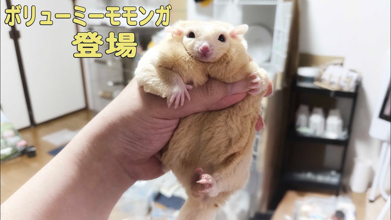 うちの子になりたいと我が家に移籍してきたボリューミーモモンガ登場