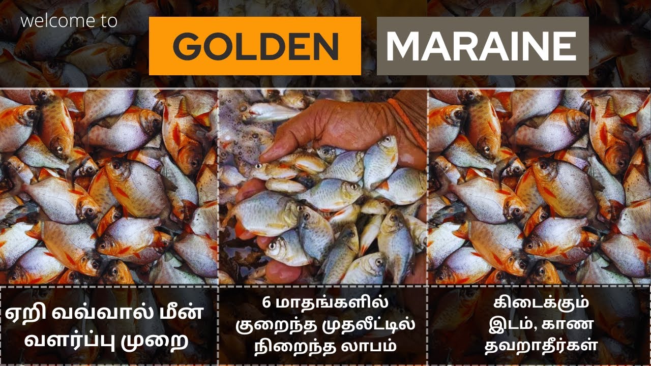 Roopchant Fish #fishfarming #funny #fish #trending #viral #tamilnadu #shorts #technology