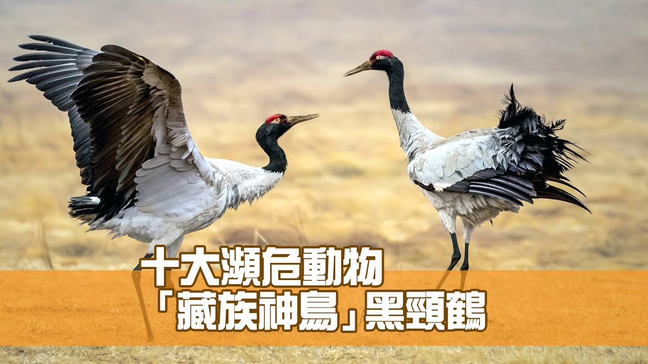 十大中國瀕危動物：「藏族神鳥」黑頸鶴