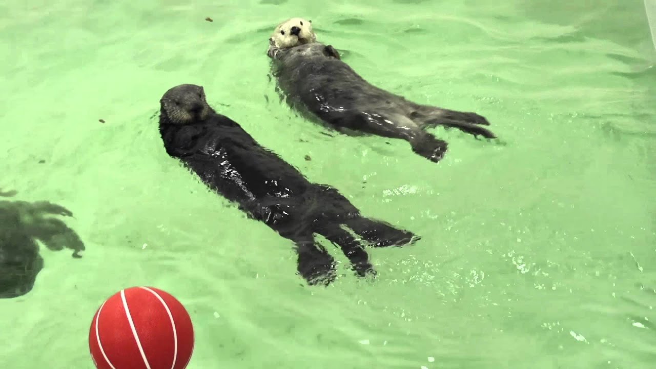 Sea Otter Awareness Week