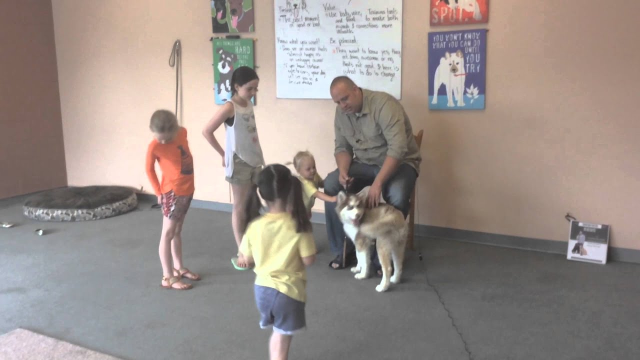 How to train a dog to stop biting, nipping, and mouthing