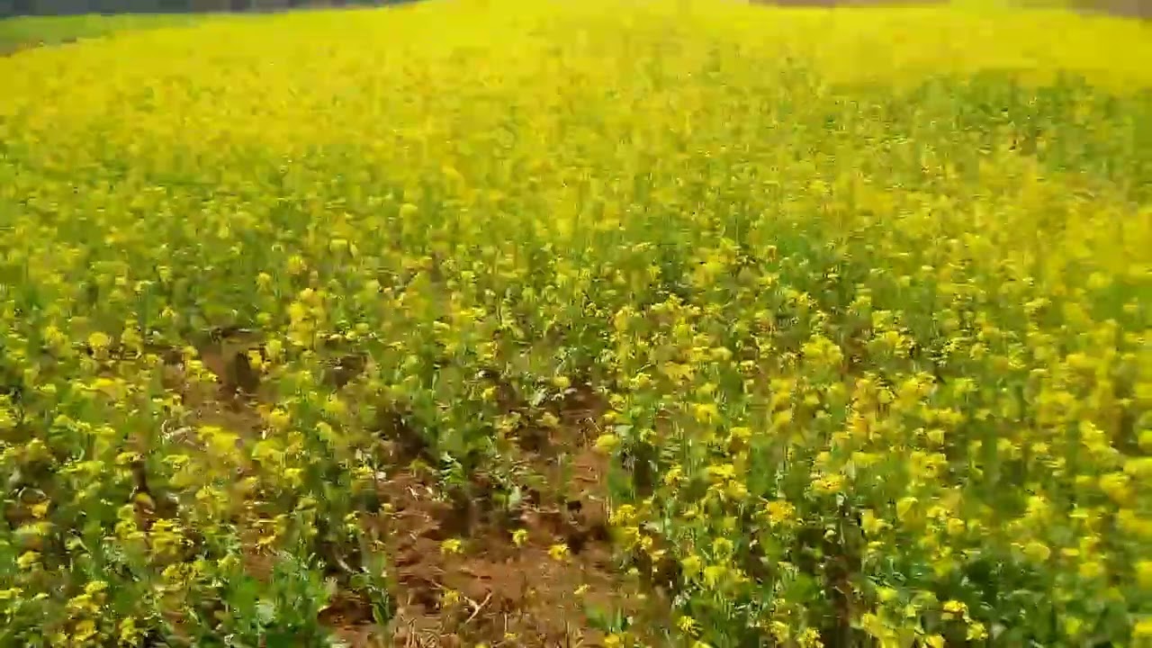 ଆସନ୍ତୁ ଦେଖିବା ଶୋରିଷ ଖେତ