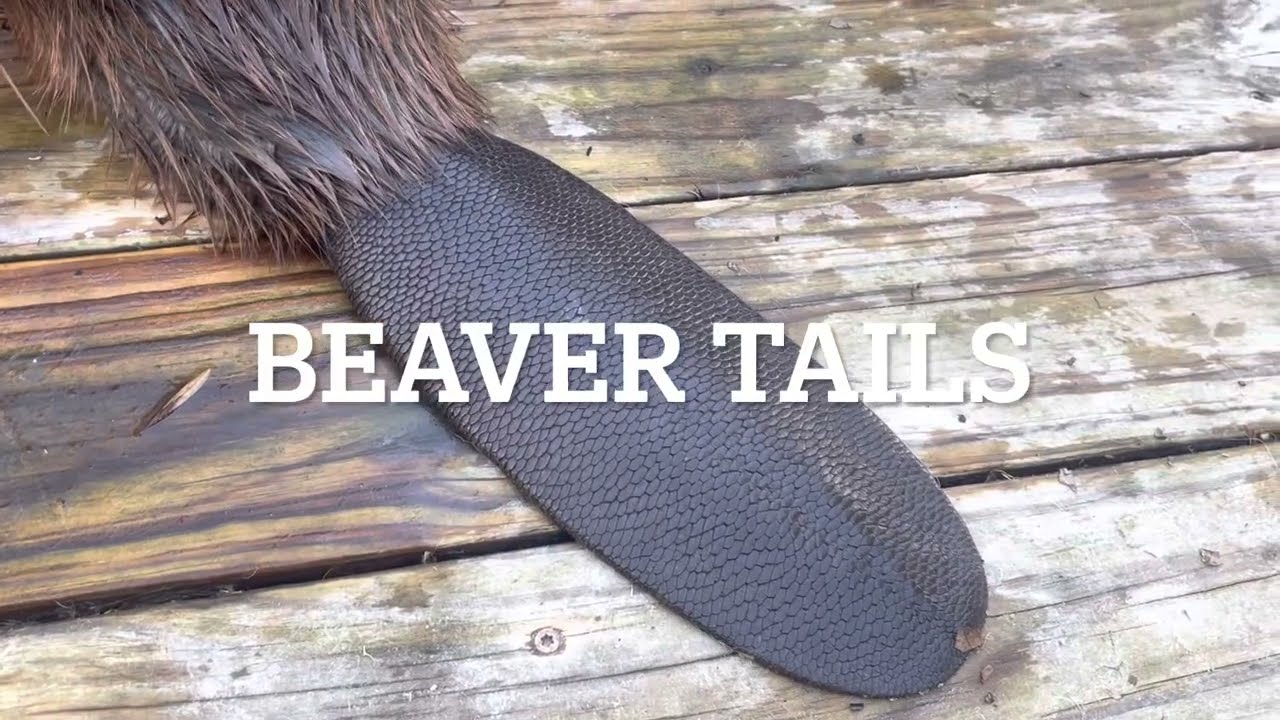 Beaver Tails