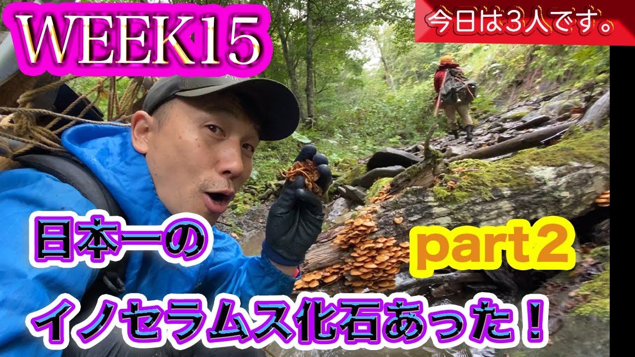 【恐竜】②《WEEK1５》えっ！日本一のイノセラムス？！化石博士と一緒に行ってきました。（２/２）後半＃恐竜＃むかわ町穂別