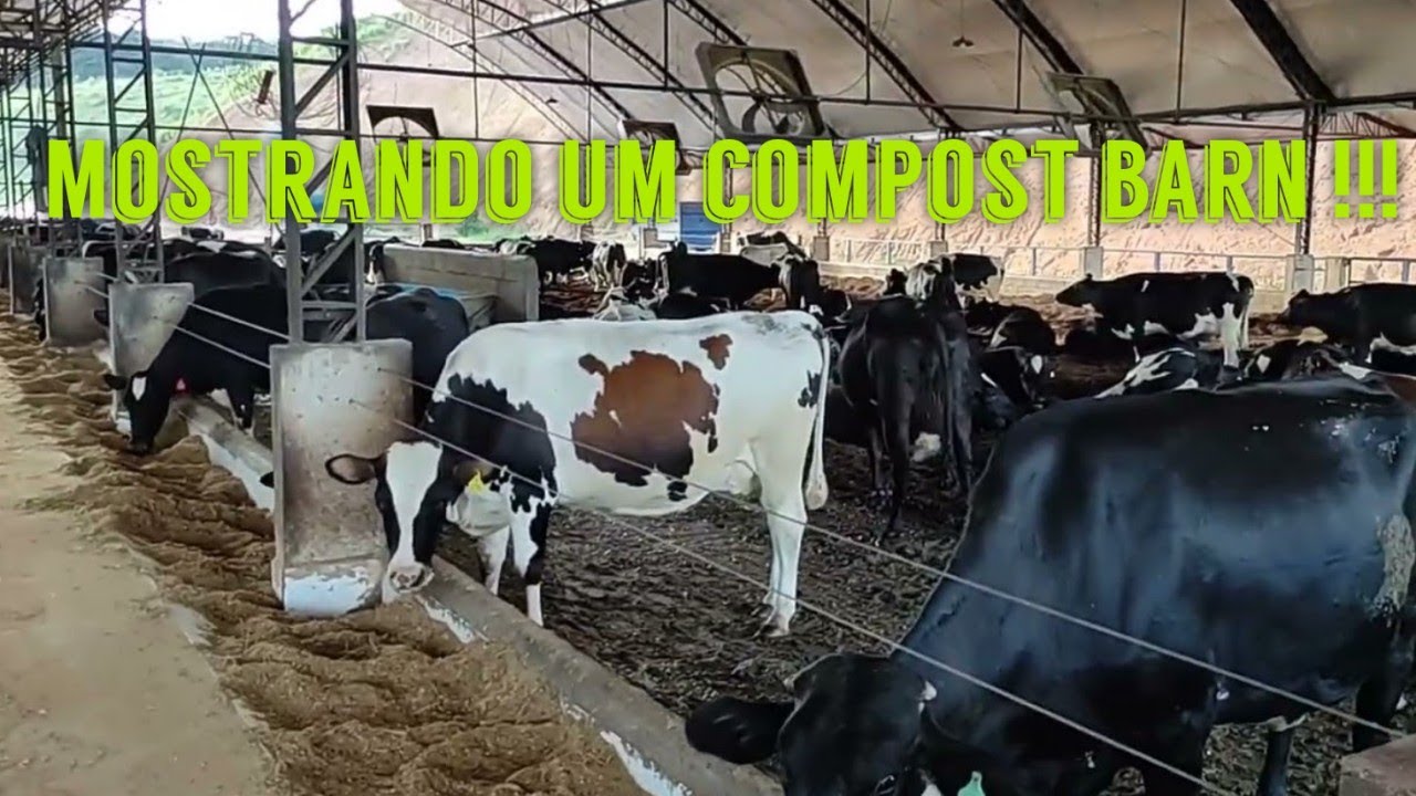 mostrando um pouco de um compost barn muito conforto pras vacas !!!