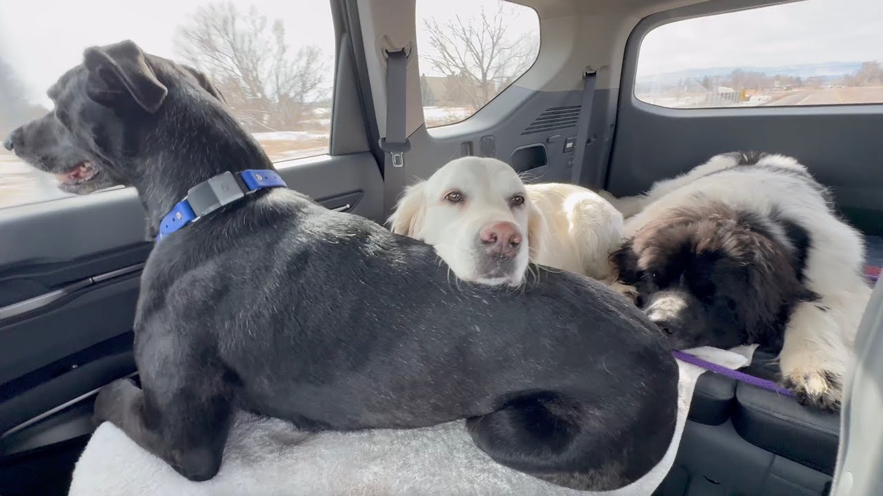 First EV9 Dog Test & My New E-Golf Color