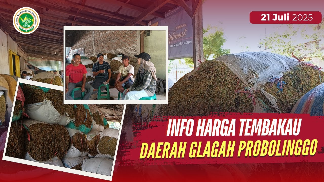 INFO HARGA TEMBAKAU PROBOLINGGO DI DAERAH GLAGAH