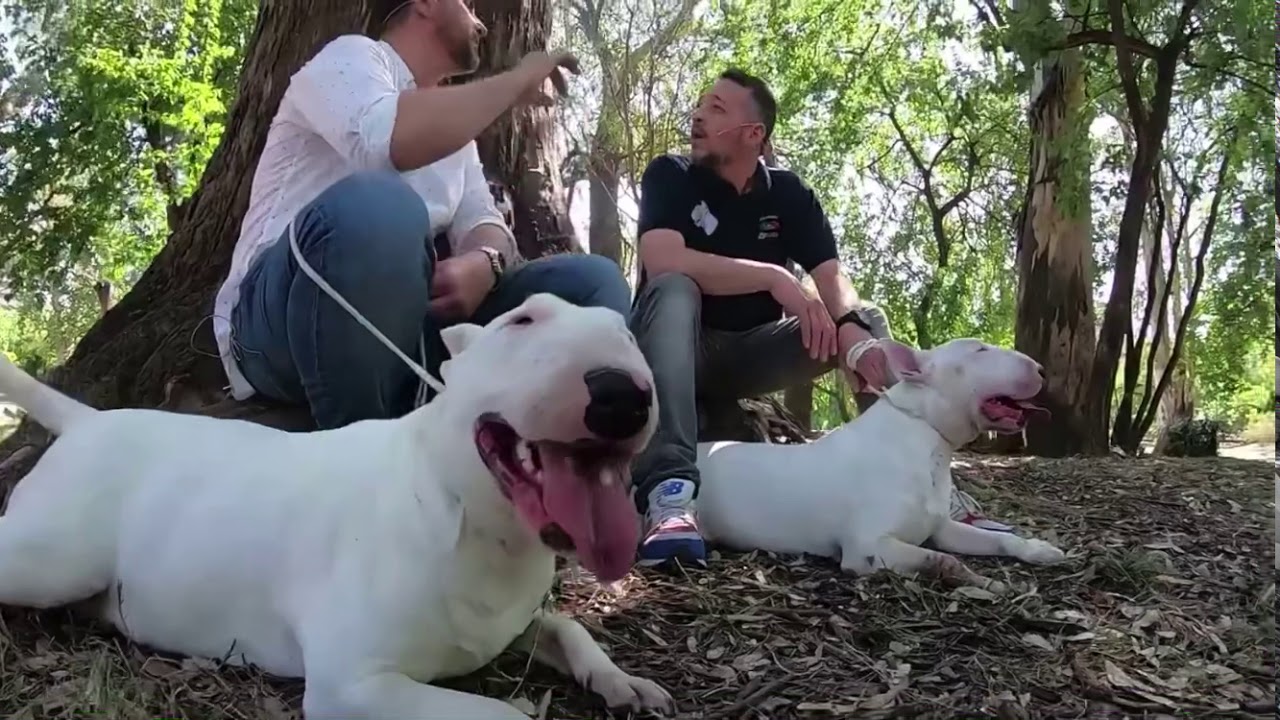 El Bull terrier inglés