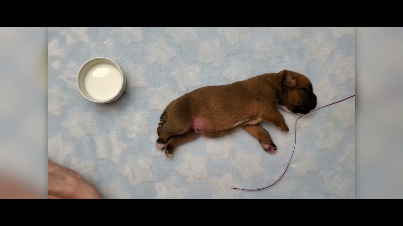 Tube Feeding a young puppy