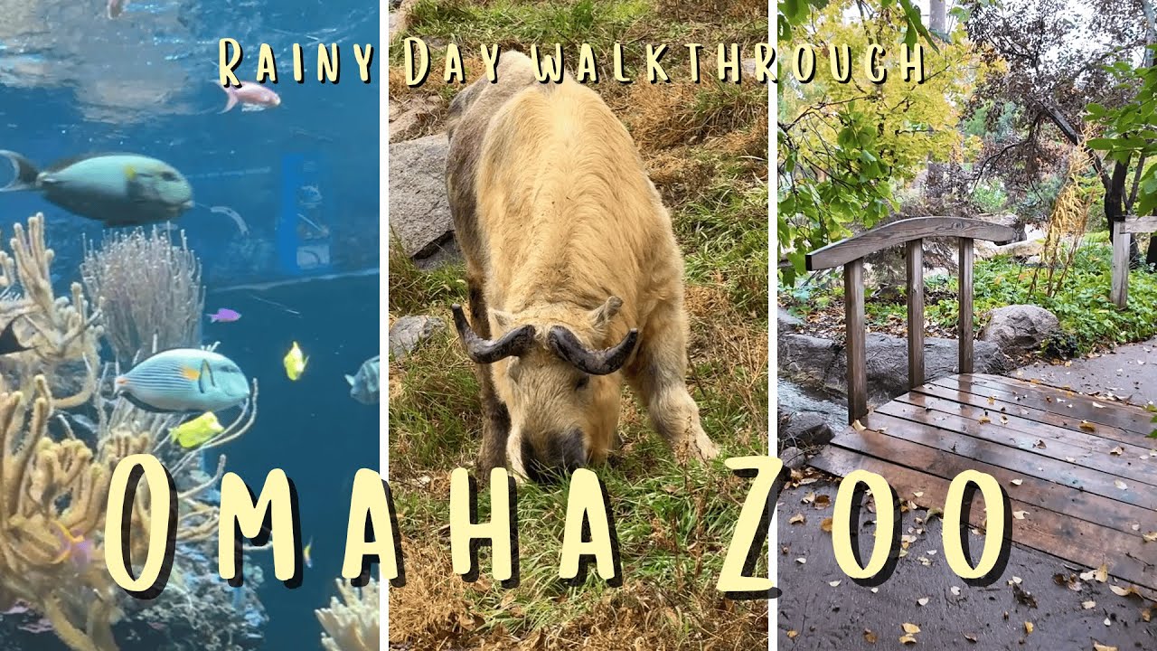 A rainy day at the Omaha Zoo
