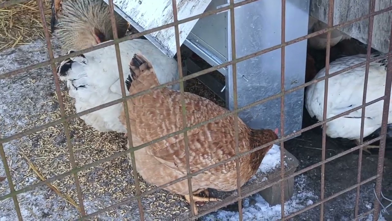 Hen