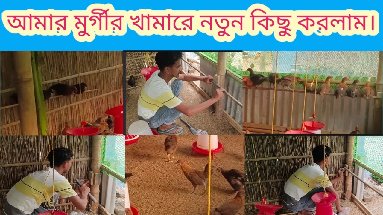 আমার মুর্গীর খামারে নতুন কিছু করলাম।