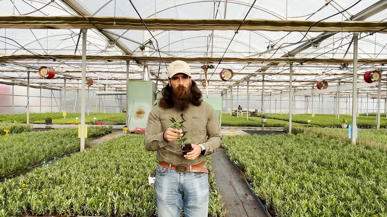 Más de 30 años produciendo plantas adaptadas al olivo y frutos secos
