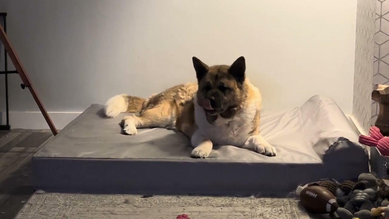 Giant Akita dog gets has a cute sneezing fit attack #dog #doglover #funnydogs #akita #bigdog #cute