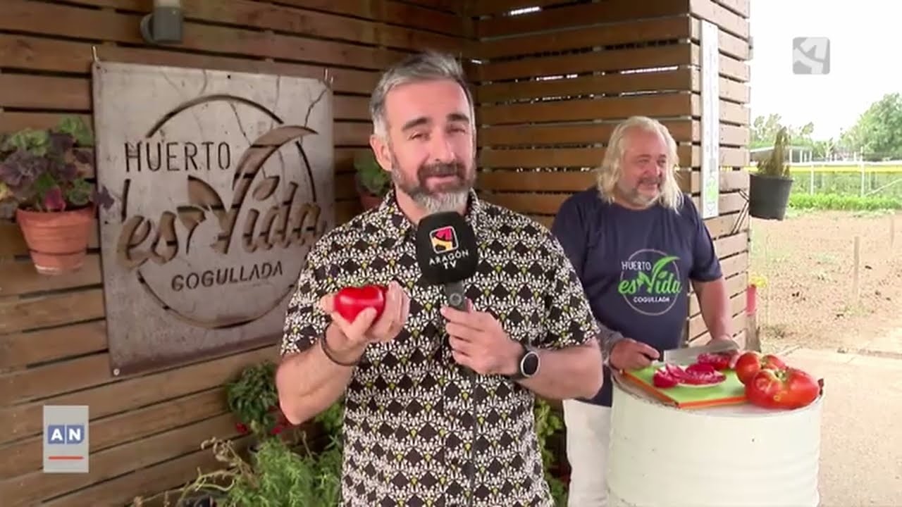 Una variedad de tomate zaragozano del Banco de semillas del CITA, mejor tomate antiguo de España