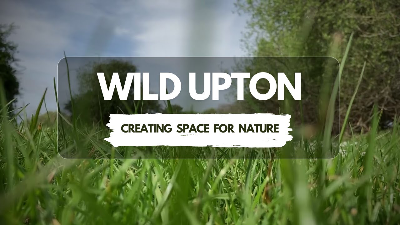 Wild Upton: Creating space for nature