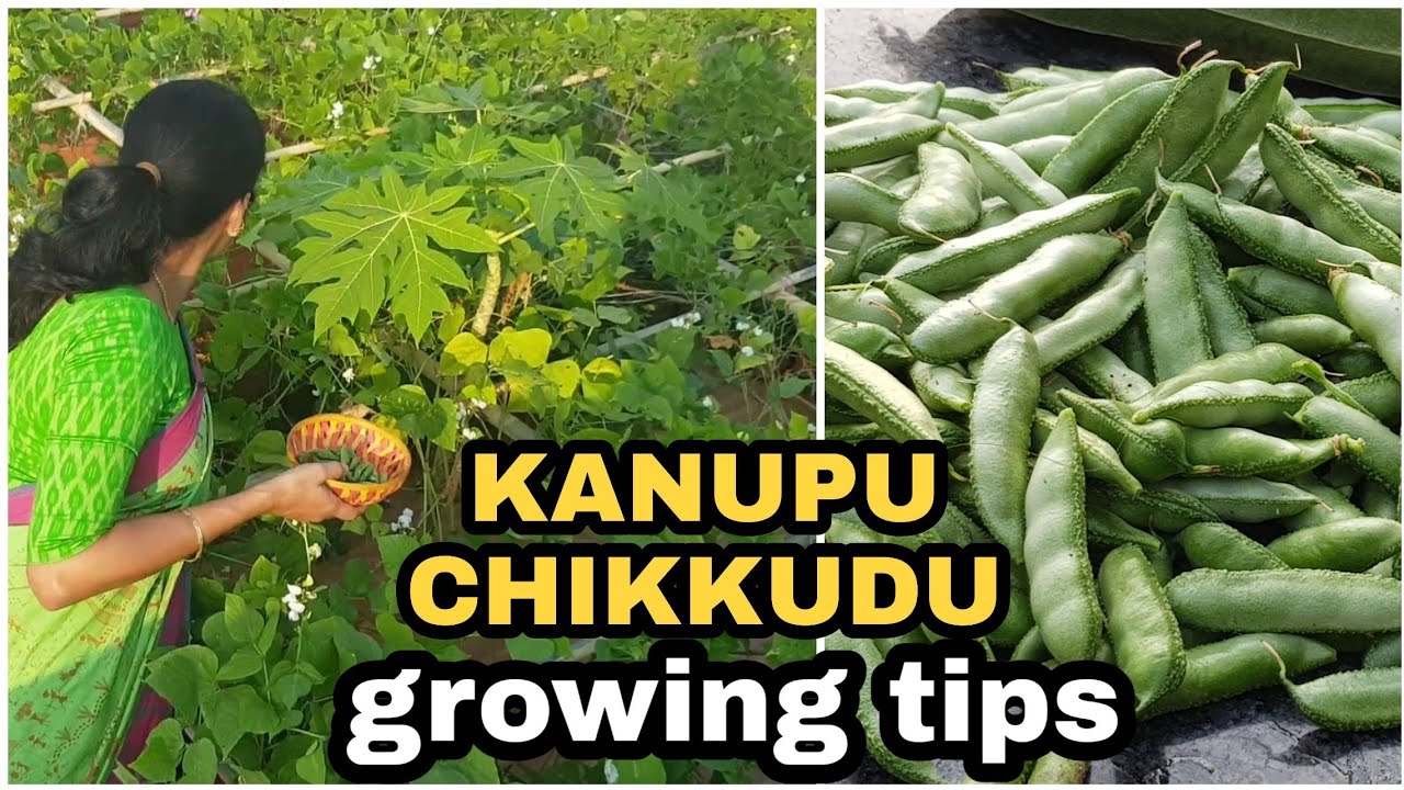 Heirloom short beans growing tips/ కణుపు చిక్కుడు పెంపకం #madgardener #gardening #broadbeans