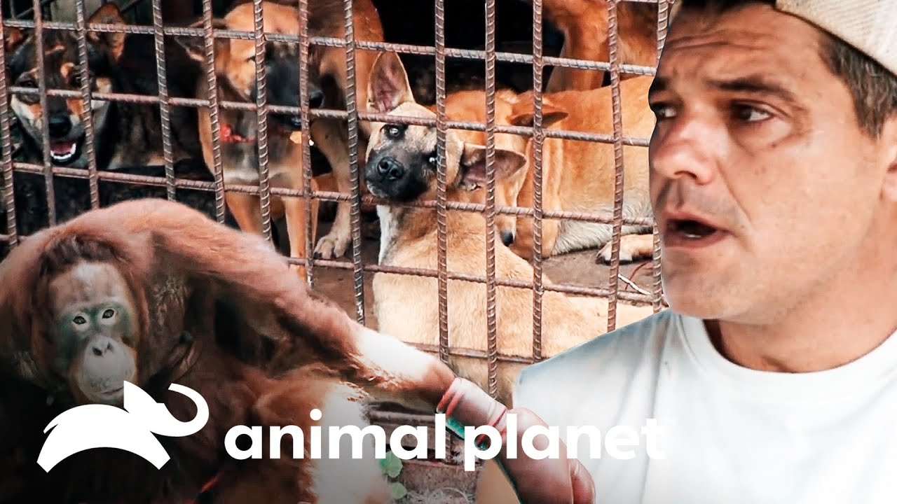 Los momentos más sobrecogedores | Wild Frank | Animal Planet Latinoamérica