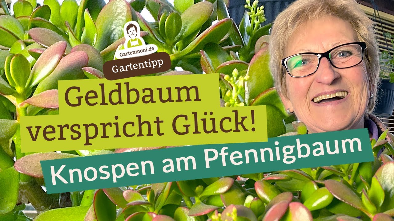 Geldbaum verspricht Glück! Eigenschaften und Pflege des Pfennigbaums