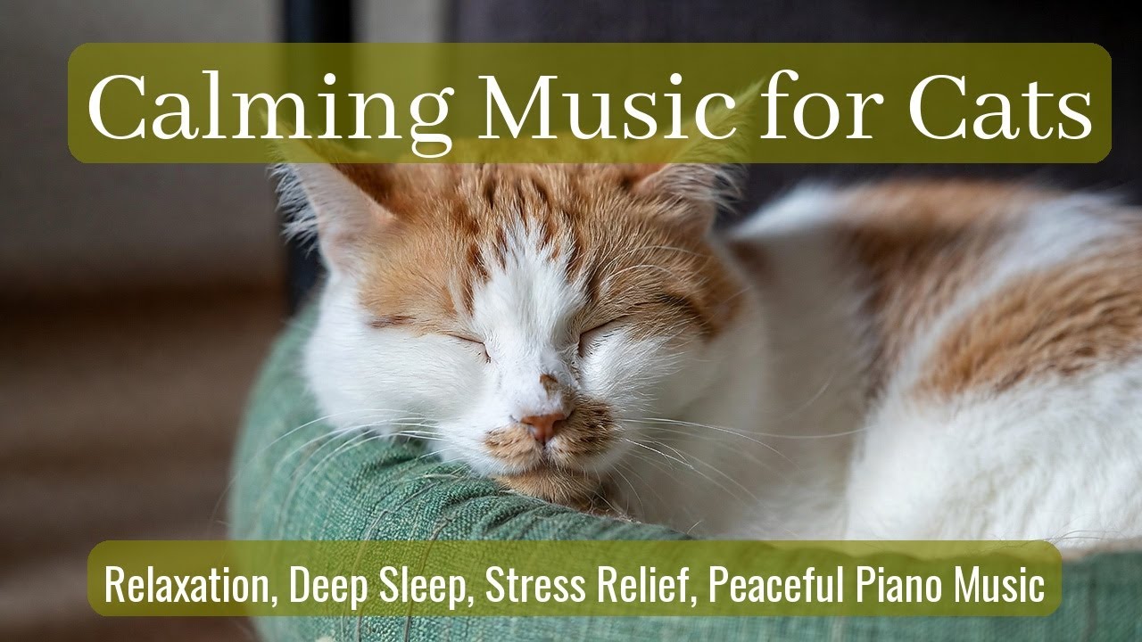 Calming Music for Cats - Relaxation, Deep Sleep, Stress Relief, Peaceful Piano Music | Season 81