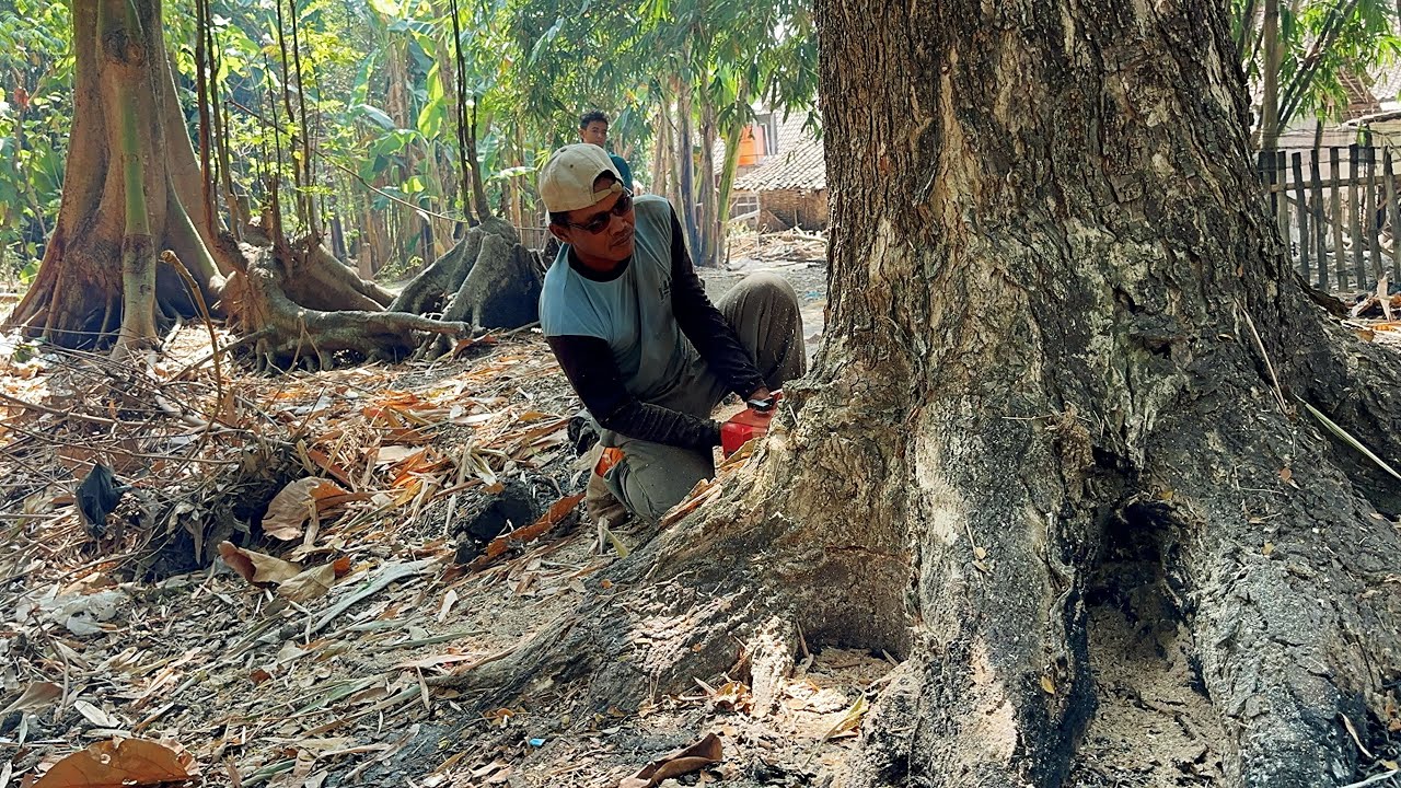 The worlds strongest chainsaw… Husqvarna 3120xp, Cut down 2 trembesi trees.