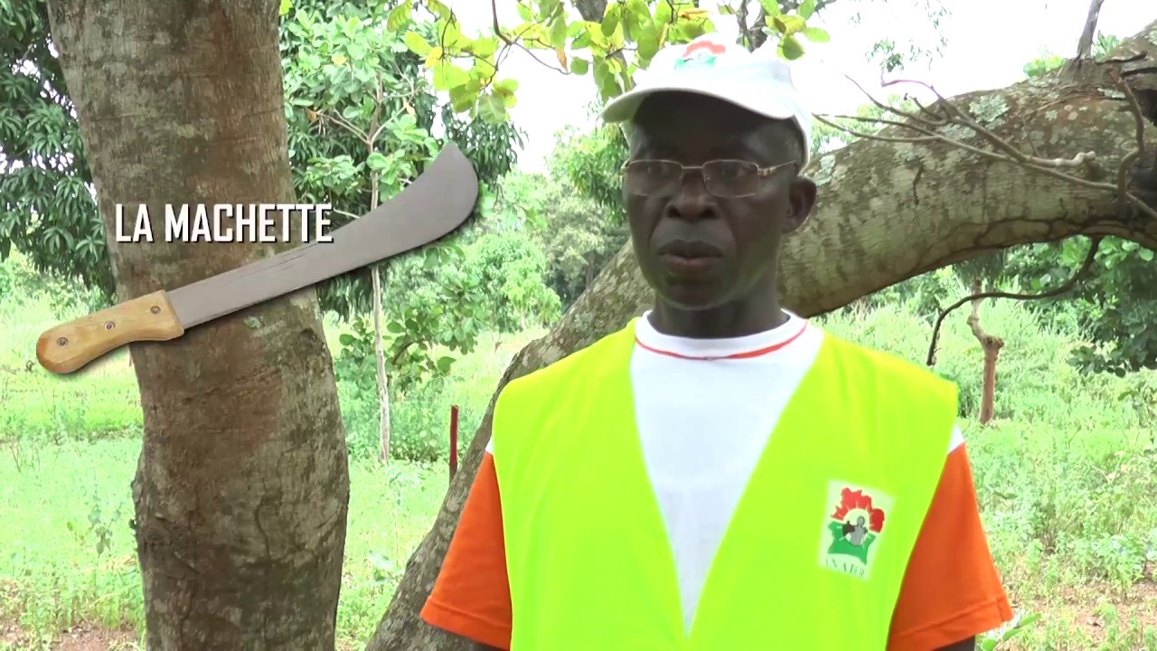 T&P - Itinéraire technique de l'anacardier étape 2